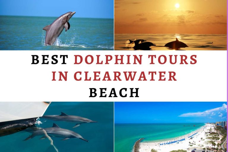 Best Dolphin Tours in Clearwater Beach